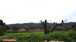 Quinta de Alcube