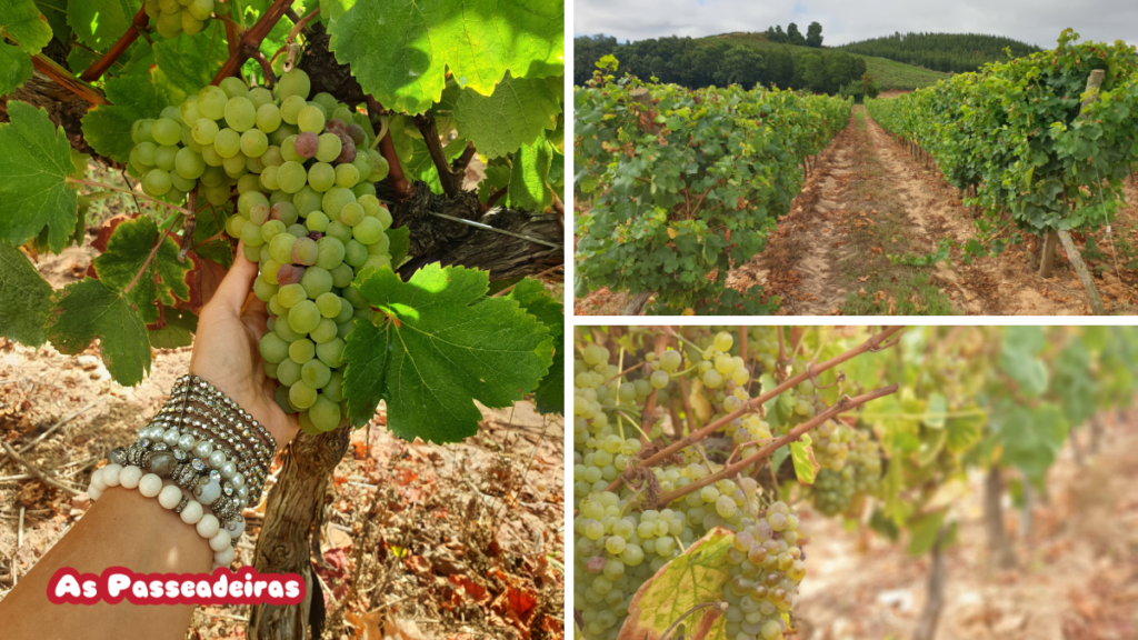 Quinta do Gradil